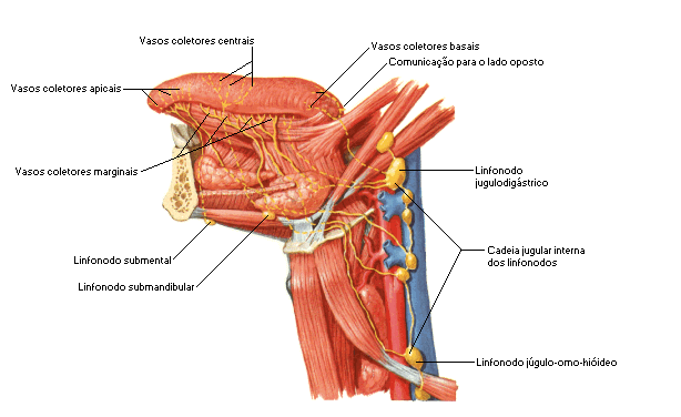 LINFODOS