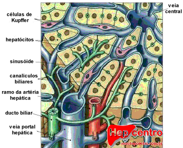 Zoneamento Hepático Perivenosa menos aeróbica - glicólise - liponeogênese - ureagênese a partir da amônia - biotransformações hepatócitos com mais REL Periportal mais aeróbica - metabolismo