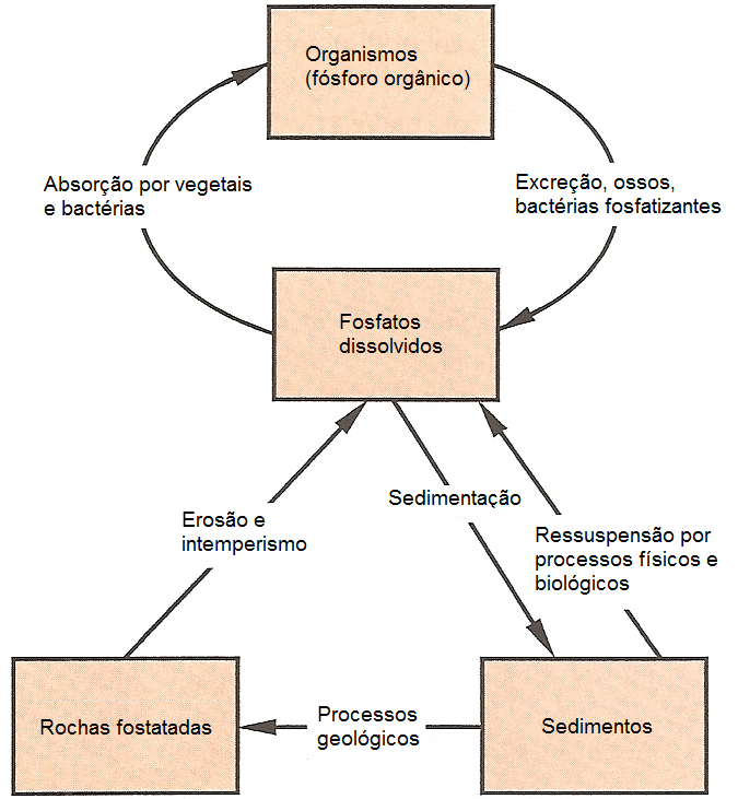 Fonte: modificado de Odum, 1993. Sucessão Ecológica Ecossistemas não são entidades imutáveis no tempo.