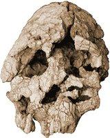 Hominíneos não-ancestrais do Homo sapiens Hominíneos não-ancestrais do Homo sapiens Paranthropus aethiopicus 2,7 M.A.