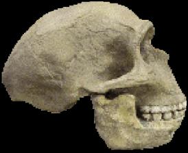 Homo erectus (de 2 milhões de anos atrás até 200 mil anos atrás) Homo erectus (H.