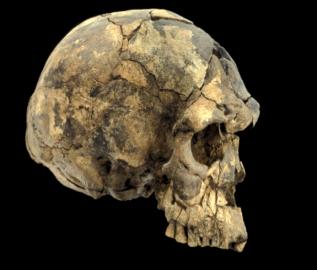 Homo floresiensis (24-13 k. anos atrás) Homem anatomicamente moderno Espécie de hominíneo encontrada na Ilha de Flores, Indonésia.