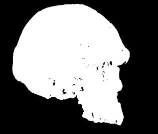 A. Idaltu da Etiópia no nordeste africano Homem anatomicamente moderno A evidência mais antiga do Homo sapiens (definido anatomicamente) vem de um crânio parcial do rio Omo, na Etiópia, África