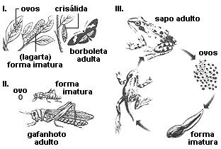 a) Todos os animais representados têm em comum o fato de serem animais peçonhentos que injetam veneno em suas presas.