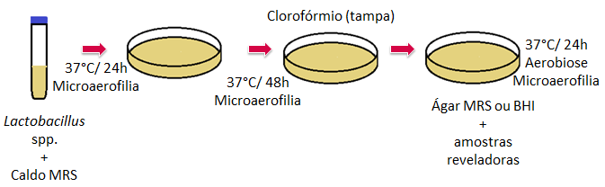 48 As amostras de Lactobacillus spp.