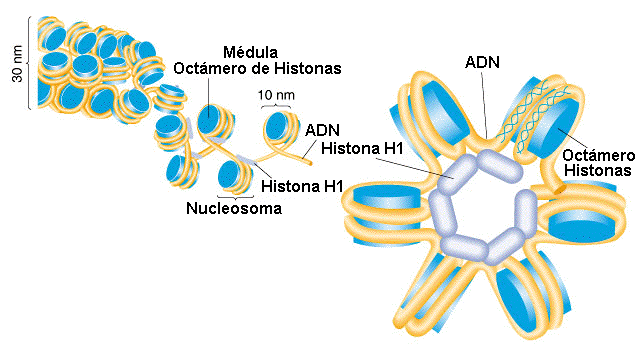 Histonas Pequenas, de carga positiva; Tipos: H1, H2A, H2B, H3 e H4; Alta porcentagem