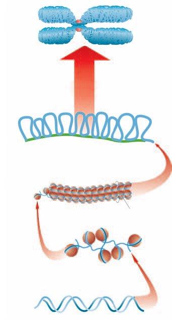 Cromossomos 1) Conceitos Prévios Cromossomo: Estrutura que contém uma longa molécula de DNA associada a