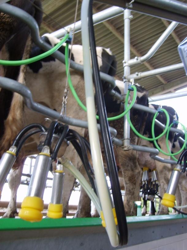 Manejo tem efeito direto na produção de leite Gritar reduziu a