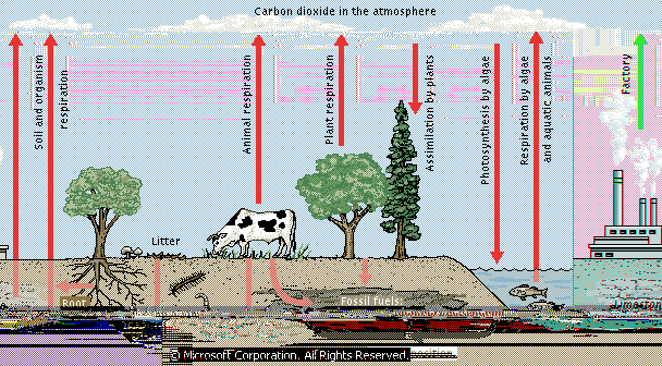 29 O Ciclo do Carbono(título 3) No ciclo do dióxido de carbono o pool atmosférico é muito pequeno, comparado ao de carbono dos oceanos e de outros depósitos da crosta terrestre.