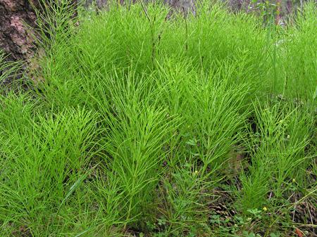 CAVALINHA ou ERVA PINHEIRINHA Equisetum arvense Reforça a resistência contra as doenças: ferrugem, oídio, lepra do pessegueiro, moniliose e pedrados.