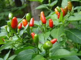 Malagueta Capsicum frutescens Contra formigas, lagartas, escaravelho da batateira, percevejos, piolhos e vírus do mosaico. MODO DE ACÇÂO Insecticida de contacto (capsicina), Repelente e Anti-viral.