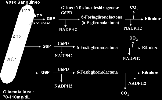 Deficiência de G6PD Via das pentoses geração de CO 2 e NADPH (potencial redutor) Ativada em estresse oxidativo Se deficiência de G6PD não gera