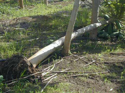 Irrigação do mamoeiro Uso