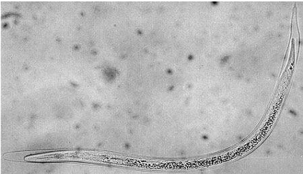 Figura 1 - Dictyocaulus arnfieldi (UFERSA, 2009). 2.2 CICLO BIOLÓGICO O ciclo evolutivo é direto e idêntico para todas as espécies do gênero Dictyocaulus (FORTES; 2004).