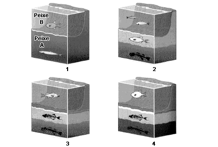 9. A figura a seguir ilustra um importante processo que é analisado por paleontólogos para o entendimento das variações de complexidade e de diversidade de espécies.