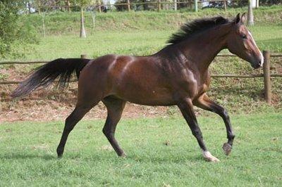 Pantaneiro Appalosa Quarto de milha Mais algumas espécies conhecidas aqui no Brasil; Belga de Sela - Cavalos para a