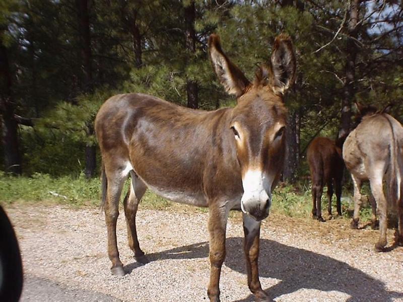 Appaloosa - Temperamento Dócil, veloz, vigoroso, robusto, resistente. Aptidões Considerado um dos cavalos mais versáteis, é utilizado nas corridas. São animais cuja altura média é de 1,50 m.