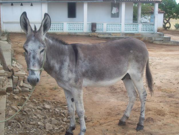 Quando o filhote desse acasalamento é uma fêmea, ela é chamada de mula; quando nasce um macho, ele é popularmente chamado de burro.