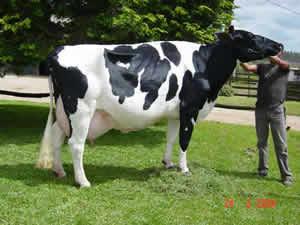 1-Aberdeen angus, 2-braford, 3-brahman, 4-guzerá, 5-Indubrasil,6-Nelore.