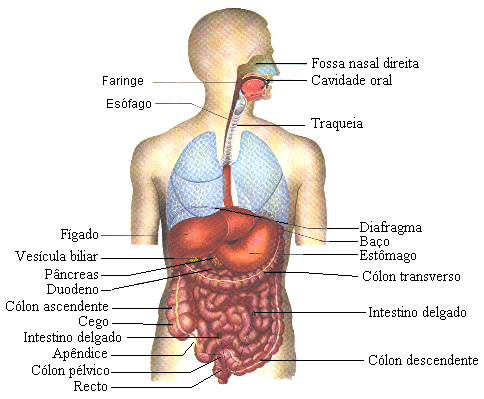 Esse sangue oxigenado vermelho claro, retorna ao lado esquerdo do coração para então ser distribuído para todas as partes do corpo. 1.5 Aparelho digestivo ou digestório.