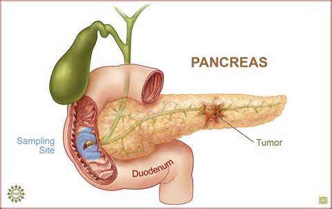 FUNÇÕES O pâncreas é uma glândula mista responsável pela produção de hormônios (sistema endócrino insulina e glucagon) e o suco