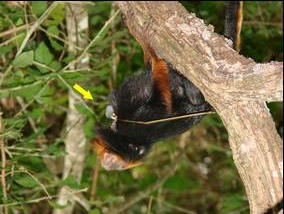 Frugivoria e dispersão de sementes por mico-leão-da-cara-dourada na REBIO-Una 14 3.2 Grupos de estudo Dois grupos de L.