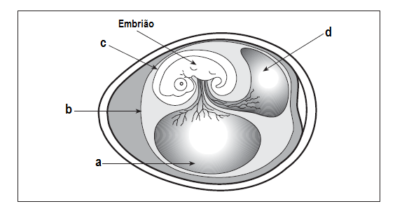 QUARTA QUESTÃO O esquema abaixo representa um embrião de vertebrados com seus anexos embrionários.