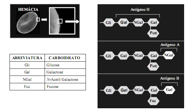 17- (PUC-MG) O esquema apresenta a composição de carboidratos dos aglutinogênios que determinam os grupos sanguíneos do Sistema ABO.