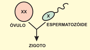 18- (PUC-SP) O esquema abaixo mostra a fecundação de um óvulo cromossomicamente anormal por um espermatozóide cromossomicamente normal.