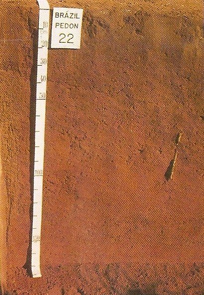 66 4.1 AMOSTRAS DE SOLO As amostras de solo foram coletas no dia 4 de setembro de 2007 na Estação Experimental do Pólo Regional de Pesquisa do Instituto Agronômico do Paraná (IAPAR) localizado na