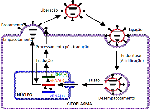 35 ligam se às proteínas M1 e NS2, e são transportadas para a superfície celular associando-se às regiões da membrana plasmática que contém as proteínas de membrana.