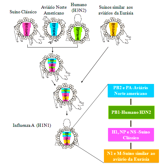 42 vírus aviários da América do Norte; PB1 do H3N2 humano; HA (H1), NP e NS originais de vírus suínos H1N1 clássicos da América do Norte; e NA (N1) e M provenientes de vírus H1N1suínos similares aos