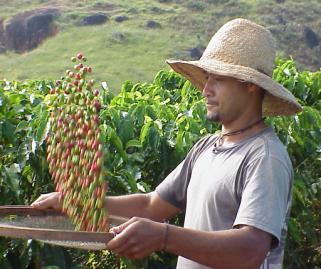 O Brasil é o pais produtor de café no mundo que possui o maior numero
