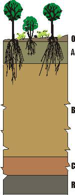 Horizontes e camadas Perfil hipotético ilustrando os diferentes horizontes e camadas de um solo A denominação de horizontes e camadas é feita por símbolos representados por letras e números.