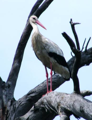 Sociedade Portuguesa para o Estudo das Aves Sociedade Portuguesa para o Estudo das aves: ONGA que se dedica ao estudo e conservação das aves em Portugal. Criada in 1993.