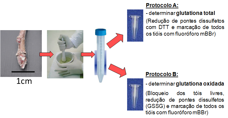 P á g i n a 190 oxidado. As amostras (gemas dormentes de macieira) foram pulverizadas em nitrogênio líquido e a extração foi realizada em tampão ácido.