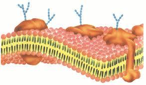 ESTRUTURA E FUNÇÃO DOS COMPONENTES DAS CÉLULAS. Membrana plasmática Todas as células são revestidas por uma finíssima película, que contém o citoplasma e o núcleo: a membrana plasmática.