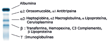 Sebia e a importância clínica do teste de eletroforese A eletroforese é uma metodologia laboratorial usada para fracionar proteínas, enzimas, DNA, de amostras (sangue, urina, fluídos, células, etc.