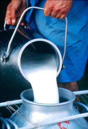 Caracterização da produção de leite nos Açores no ano de 2008 a partir do universo de referência dos produtores com quota na Campanha Leiteira