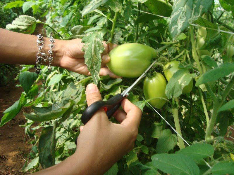 23 3 MATERIAL E MÉTODOS Os tomates utilizados no experimento pertenciam à cultivar Vênus, grupo Italiano, que apresentam de dois a três lóculos e massa média de 191 gramas.
