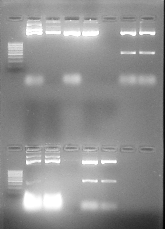 4.3.2 - Linearização do Plasmídeo Foram produzidos 04 clones linearizados com Eco RI para produção do transcrito de VHC, conforme figura 18.