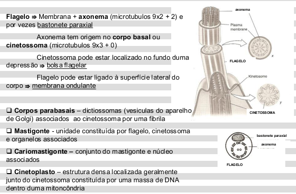 Flagelos e Estrutura Associadas Flagelados (sensu lato) Dentro dos seguintes grupos: Grupo EUGLENOZOA KINETOPLASTEA Ichthyobodo Cryptobia Trypanosoma Leishmania Grupo FORNICATA DIPLOMONADIDA Giardia
