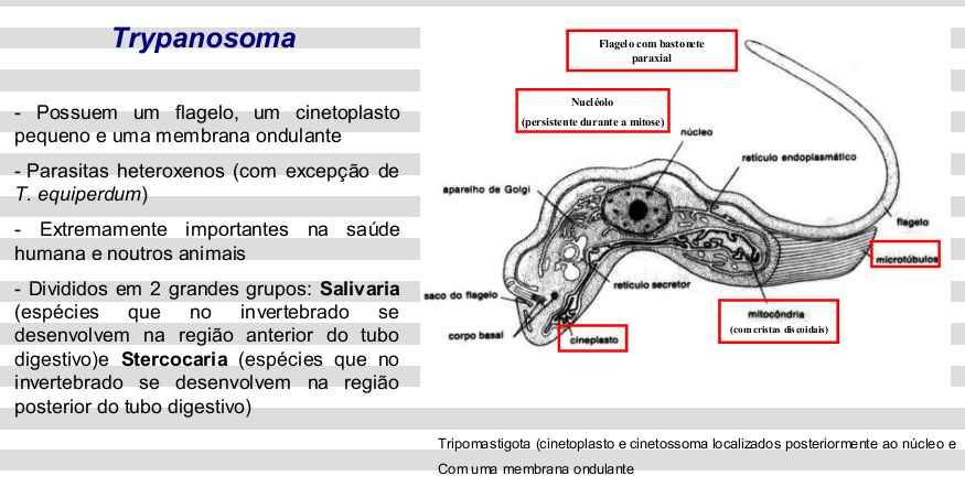 a. Flagelo posterior ao nucleo b. Cinetoplasto Anterior ao núcleo, sem membrana celular 5. Quinta fase: Epimastigota: a. Membrana ondulante, b. Flagelo sai da célula pela zona anterior do nucleo c.