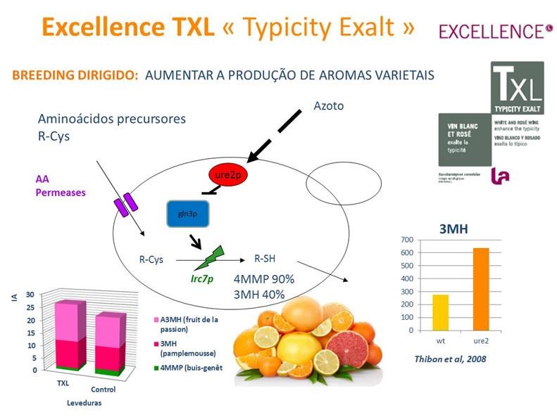 LEVEDURAS EXCELLENCE STR Fruity Esters Esta estirpe tem uma excelente capacidade fermentativa, para mostos com baixa turbidez e elevado potencial alcoólico.