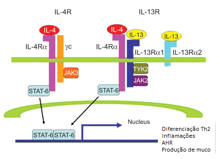 35 Figura 6- Receptores da IL-4 e IL-13 e vias de sinalização Fonte: Holgate (2012) 2.7.