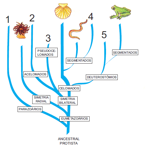 16 A árvore filogenética a seguir mostra as relações evolutivas entre os principais filos animais: d) Dos três reinos multicelulares, apenas dois são autotróficos.