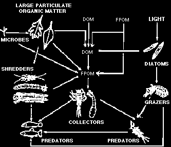 As cadeias