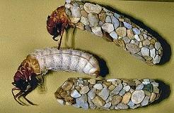 (CPOM) Crustacea Plecoptera