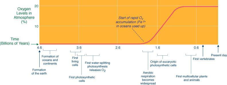 For example, photosynthetic organisms are responsible for the oxygen that makes up about a fifth of the