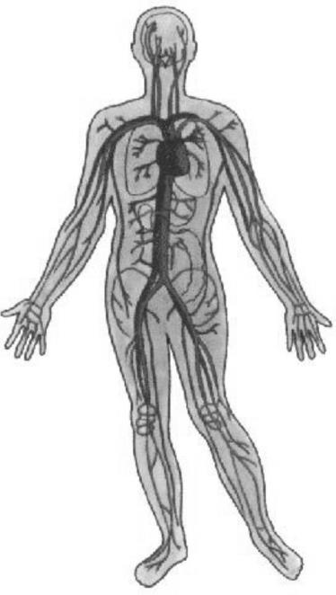 Então para que a glicose e o oxigênio atinjam diferentes pontos do corpo, é necessário que o sangue percorra o corpo inteiro e não se concentre apenas em um lugar.